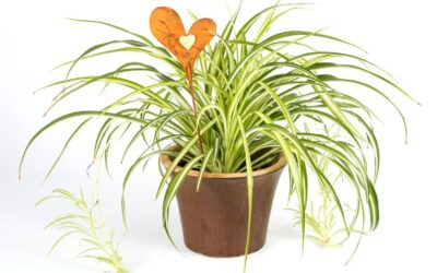 Houseplants are Mood-Boosters