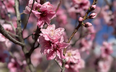 Embracing Longer Days and Preparing for Allergies
