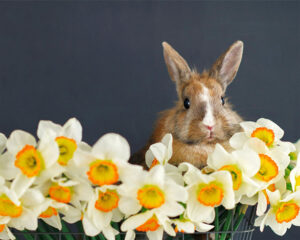 Easter bunny in a bed of flowers